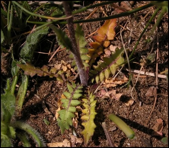 Bunias erucago, Sisymbrium officinale e Trifolium campestre